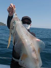 デカイカ　3,380グラム