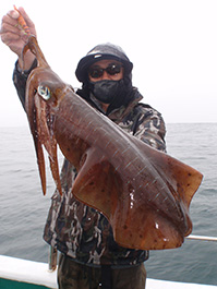 デカイカ　3,000グラム