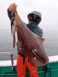 デカイカ　3,530グラム